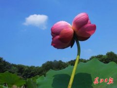 末伏来东湖赏两个国家级荷园,品荷塘
