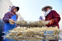 山东文登:西洋参喜获丰收