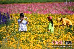 甘肃祁连山下千亩花海盛开 雪山掩映繁