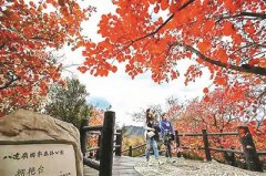 19日开始的三个周末 北京香山将迎红叶