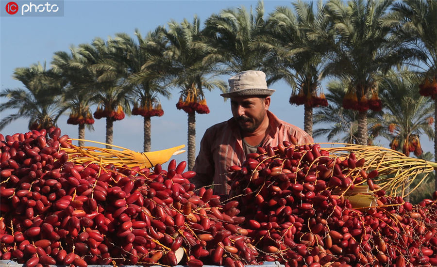 图为巴勒斯坦加沙Deir al-Balah，当地椰枣丰收，一名巴勒斯坦男子筛选椰枣。ICphoto版权作品，请勿转载。