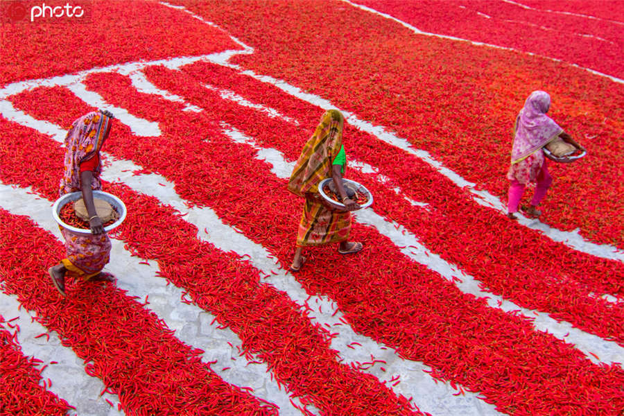 图为孟加拉国拉杰沙希专区博格拉县的一家辣椒农场，当地农民们将采摘下来的成熟辣椒整齐码放在晾晒场。ICphoto版权作品，请勿转载。