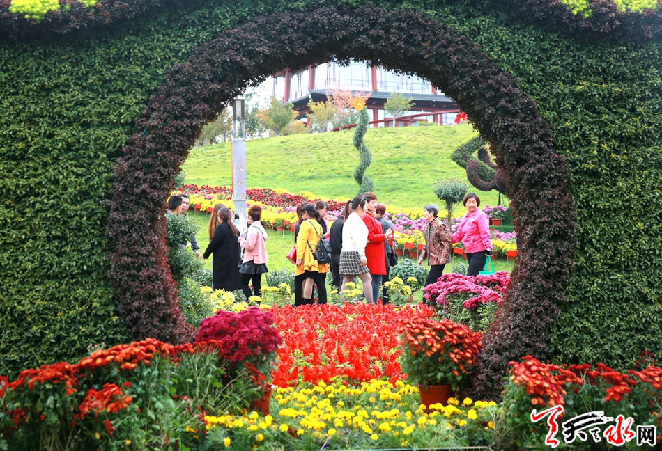 麦积区马跑泉公园迎来赏菊高潮