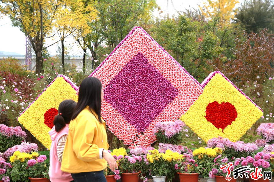 麦积区马跑泉公园迎来赏菊高潮