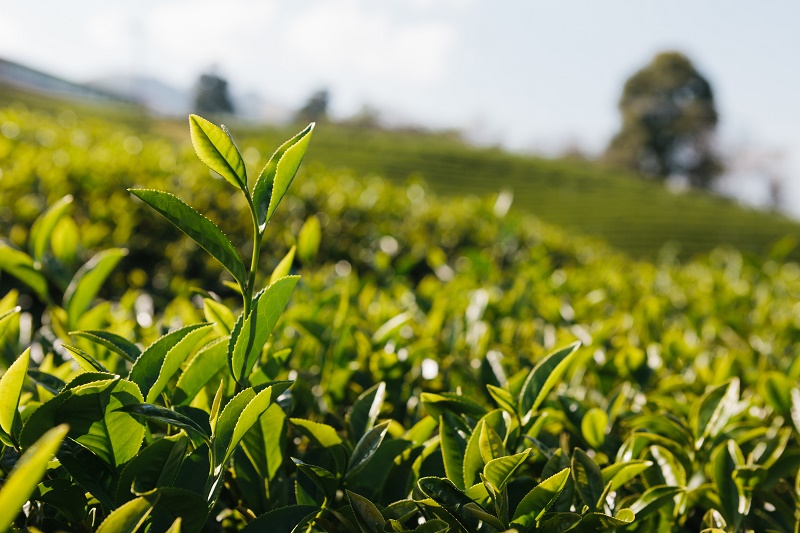 沙河小镇将助力西双版纳州勐海县普洱茶产业发