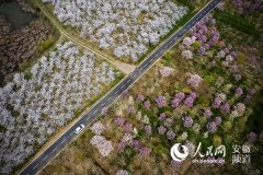 肥西官亭:践行“五大发展”解码现代
