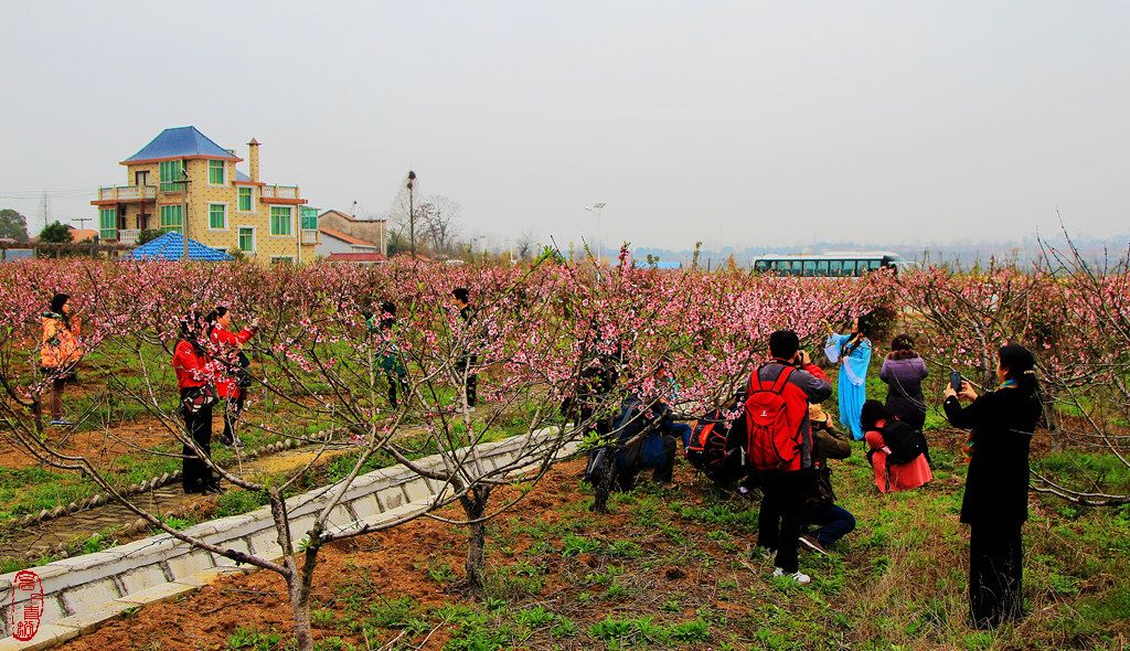 春来无处不花香，黄州“花海经济”如何常开常艳？