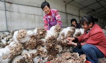 2019湖北·随州国际香菇产业博览会12月将在随县举