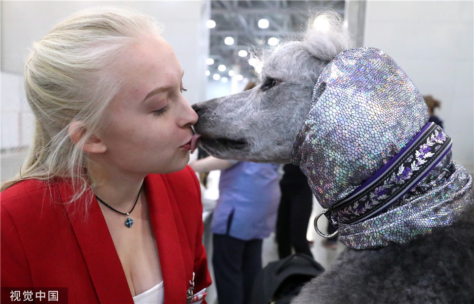 俄罗斯莫斯科举办2019年国际狗展 汪星人时尚造型