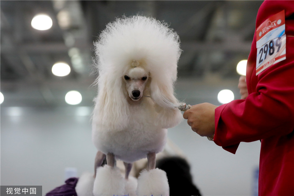 俄罗斯莫斯科举办2019年国际狗展 汪星人时尚造型