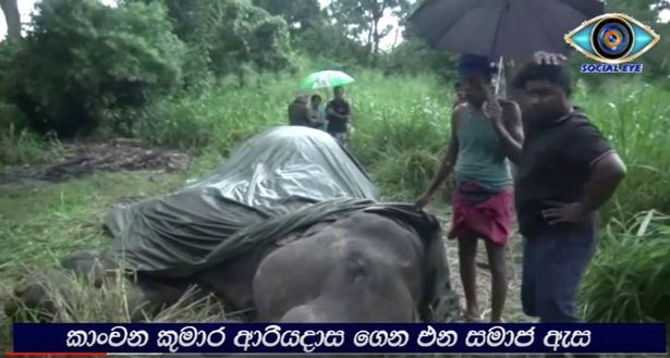 斯里兰卡一头大象驮大量游客游玩 终过劳而死