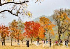 罗田金秋七彩红叶引爆秋季旅游