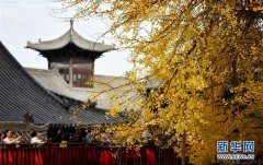 千年银杏立古刹 叶随风雨满地金