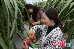 兴化市大垛镇:天河初冬“火龙”红