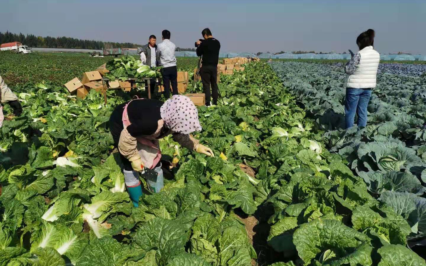 韩国遇“泡菜危机” 山东莱西白菜出口量大增