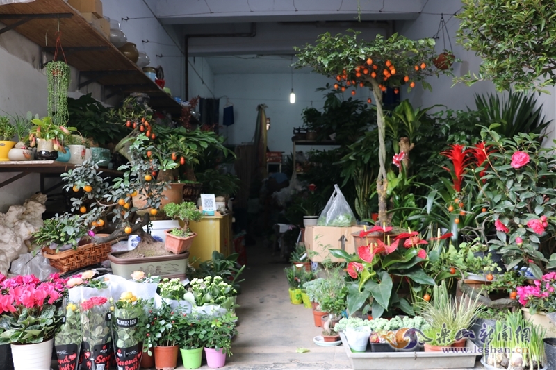 天气转冷 绿色植物走俏乐山冬季花卉市场