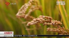 江苏大力推广优良食味水稻 良种良法创