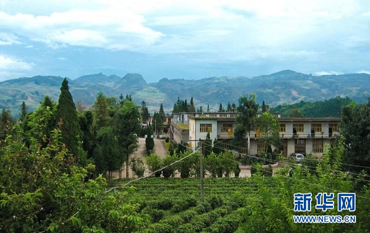 云南佤山茶厂创新发展模式带动茶农增收