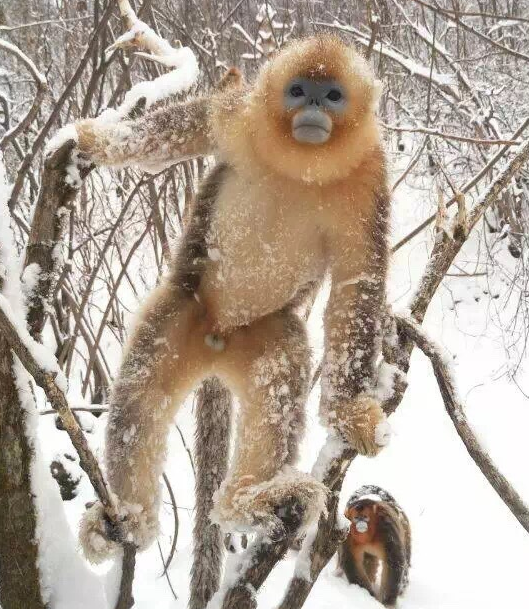 雪后的神农架，变成了一幅水墨画