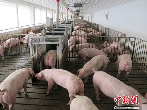 银保监会：加大生猪养殖等全产业链信贷投放力度