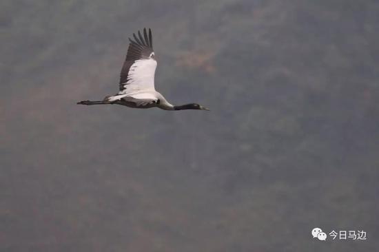 首次！马边境内发现国家一级保护动物黑颈鹤