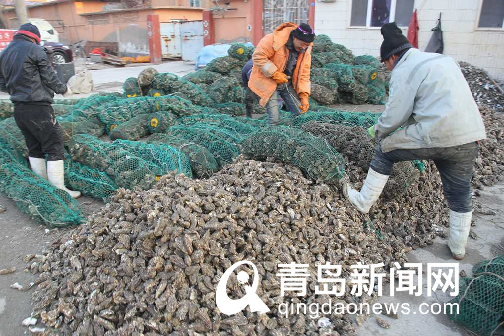 冬日美味海鲜来了 肥美海蛎子上市 批发价每斤