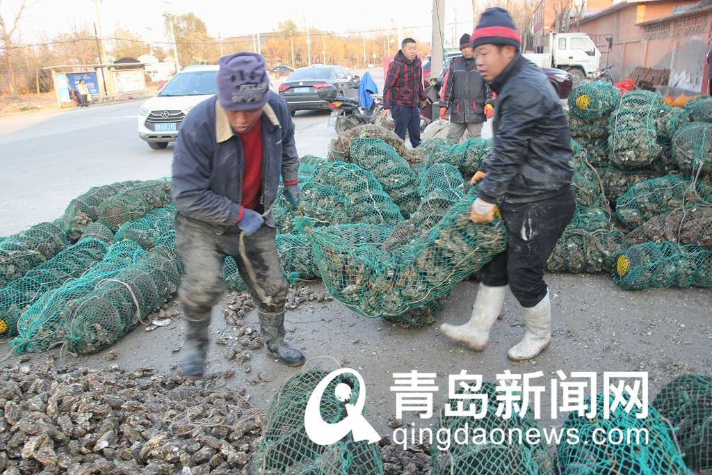 冬日美味海鲜来了 肥美海蛎子上市 批发价每斤