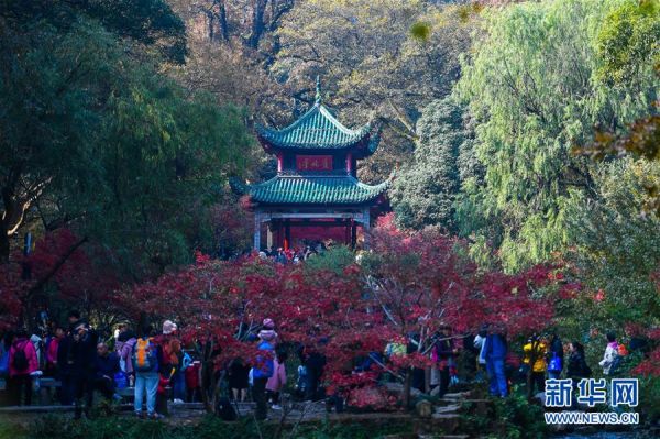 麓山枫叶红