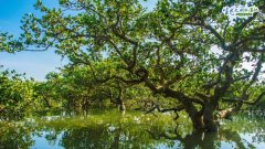 广西湿地,梦里水乡
