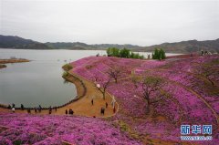 河北迁西:花海醉游人