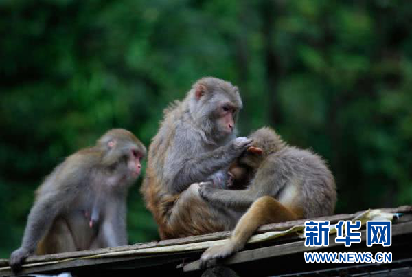 重庆南川将走进粤港澳大湾区进行旅游推介