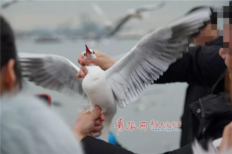 令人愤怒!这群人,你们在栈桥干的“好事”被拍了!