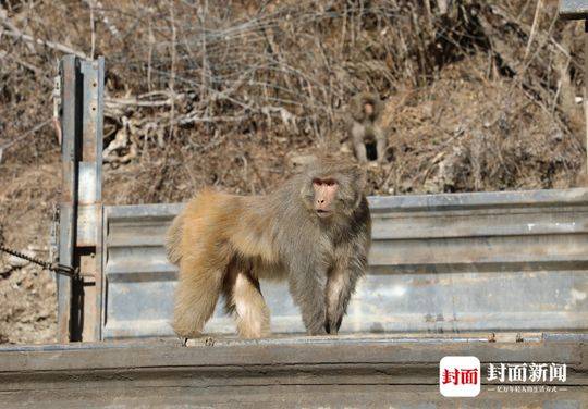 约200只短尾弥猴现身甘孜一村庄 林草专家称是为了找食物