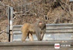 约200只短尾弥猴现身甘孜一村庄 林草专