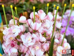 鲜花、美食、嘉年华!宝安区2020迎春花