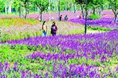 百亩七彩花海绵延3公里 汉口江滩四期昨