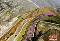 兰州荒山变“七彩花海” 黄土山峦如彩带