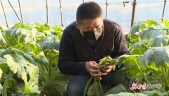 敦煌:防疫生产两不误 温室大棚春意浓