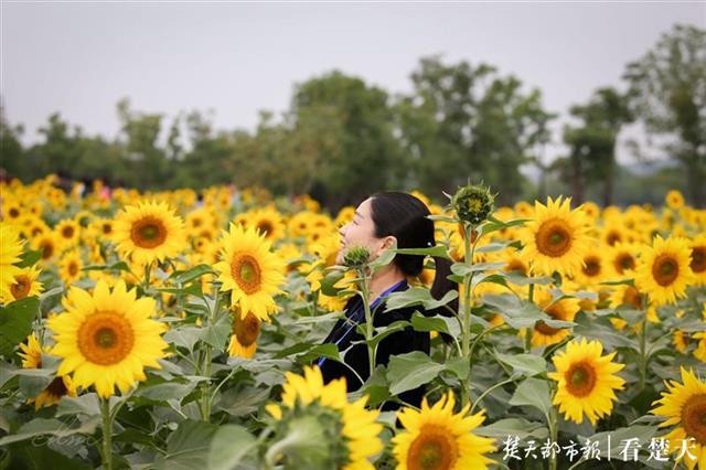 难得秋高气爽，市民争相打卡花田花海