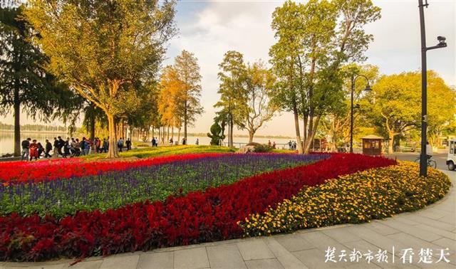 难得秋高气爽，市民争相打卡花田花海