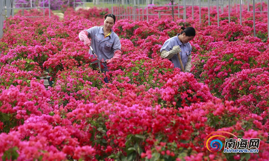 昌江积极发展热带园林花卉产业 打造“四季花海