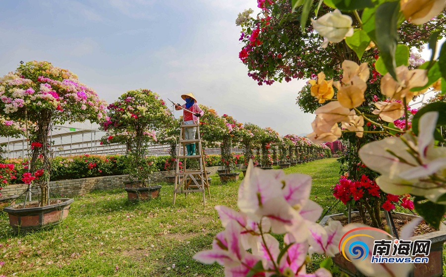 昌江积极发展热带园林花卉产业 打造“四季花海