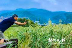 福州花海公园又添新景百亩苇海芦花飘