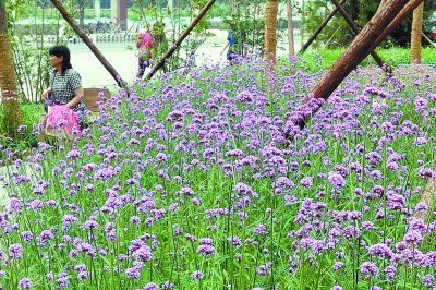 口袋公園“紫色花海”綻放