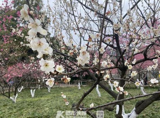 西湖边开始有了欢声笑语 游玩前绿码口罩要备好