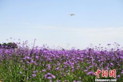 兰州新区荒滩变临港花海:"机窗风景"