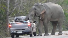 <strong>野象爸爸拦下过路车辆 教孩子如何“抢劫”食</strong>
