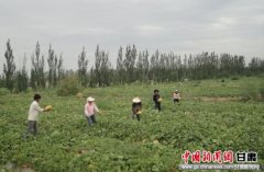 玉门多措打造花海甜瓜全产业链 预计今年产值