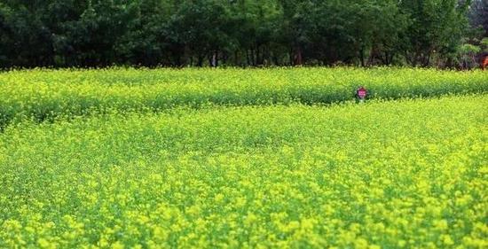 长春公园魅力花海：5000平油菜花流光溢彩