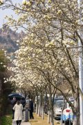 穿山林看花海!青岛开启花海时间 各处